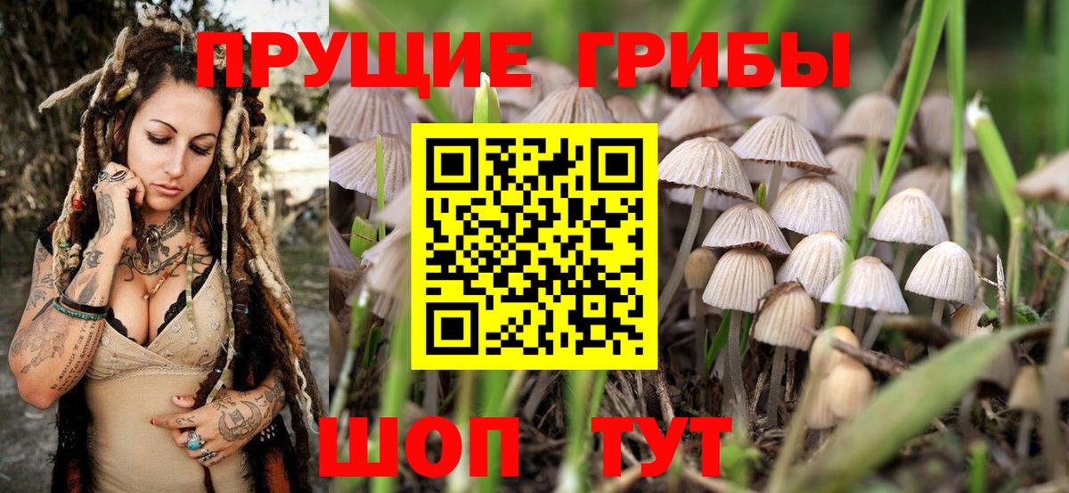 Галлюциногенные грибы Psilocybe Гай